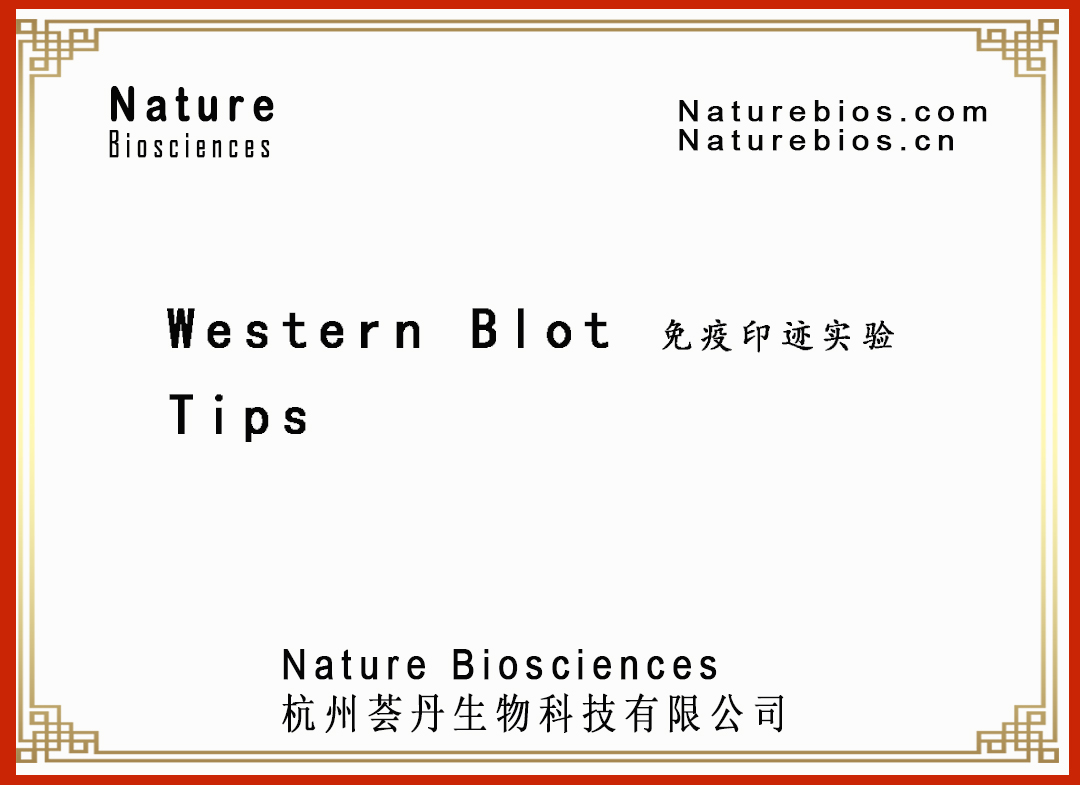 Western Blot 免疫印迹实验 Tips