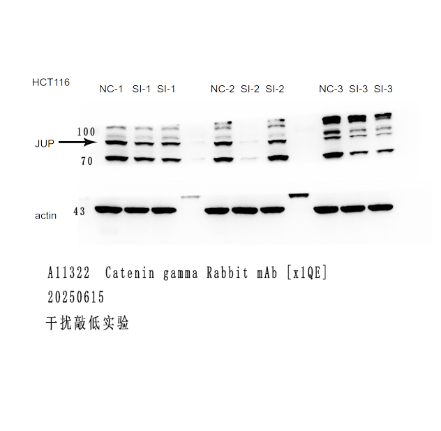 使用Nature Biosciences品牌抗体 Review 持续更新00002